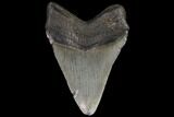 Fossil Megalodon Tooth - Georgia #109353-2